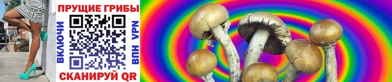 закладки  Нытва  Галлюциногенные грибы Cubensis 